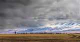 At the foot of the Tianshan Mountains Poster och Canvastavla