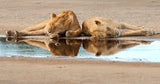sleeping time in the bush Poster och Canvastavla