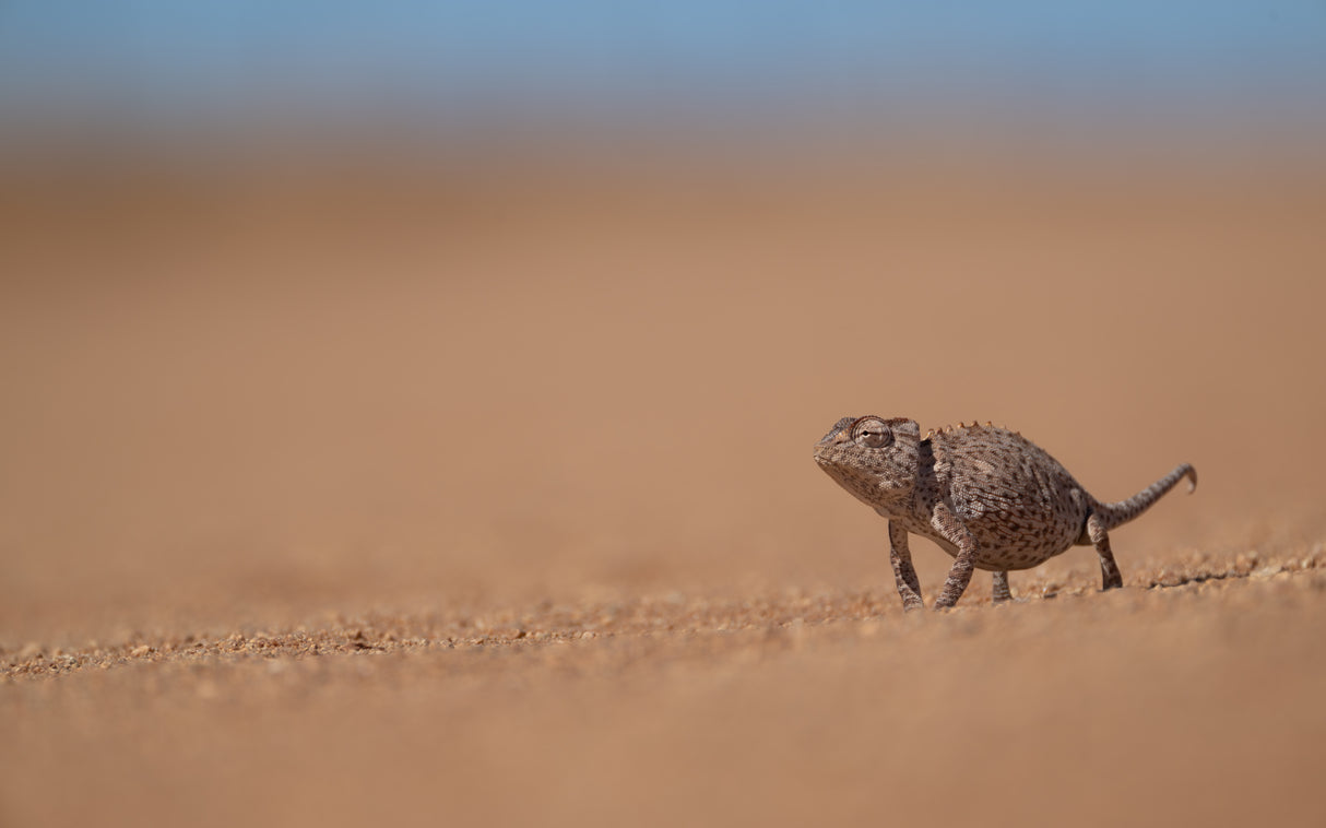 Namaqua chameleon Poster och Canvastavla