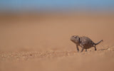 Namaqua chameleon Poster och Canvastavla