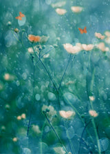 A Memory of June Poster och Canvastavla