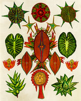 Botanical Invention Poster och Canvastavla