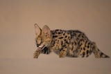 the serval Poster och Canvastavla