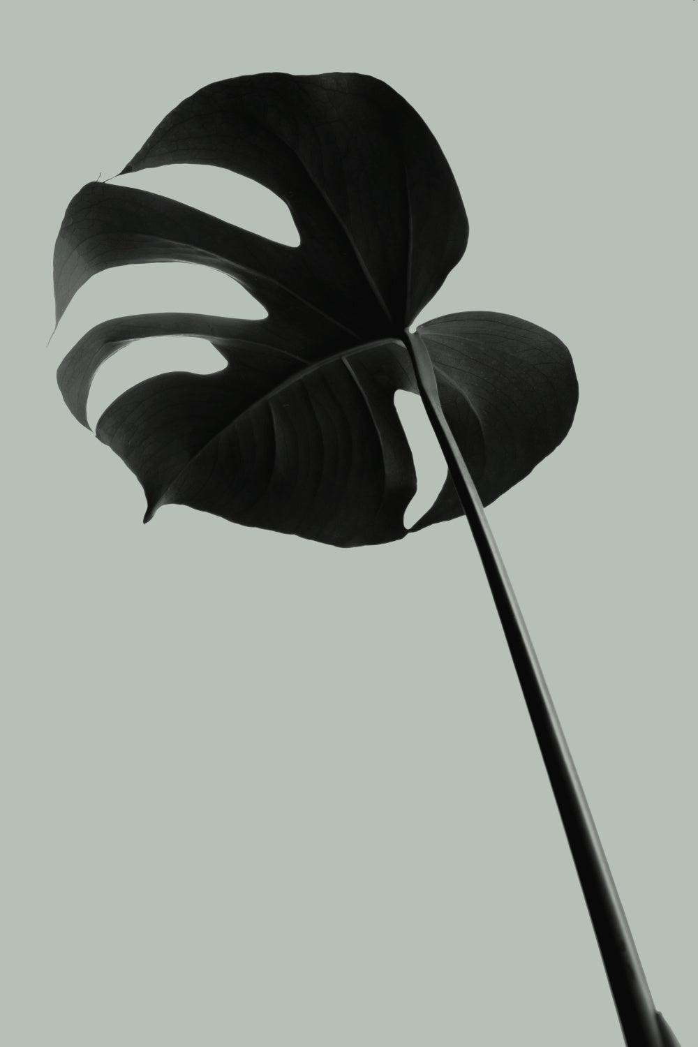 Monstera Teal 06 Poster och Canvastavla