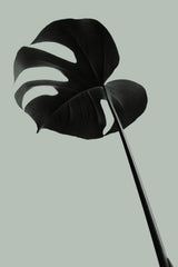 Monstera Teal 06 Poster och Canvastavla