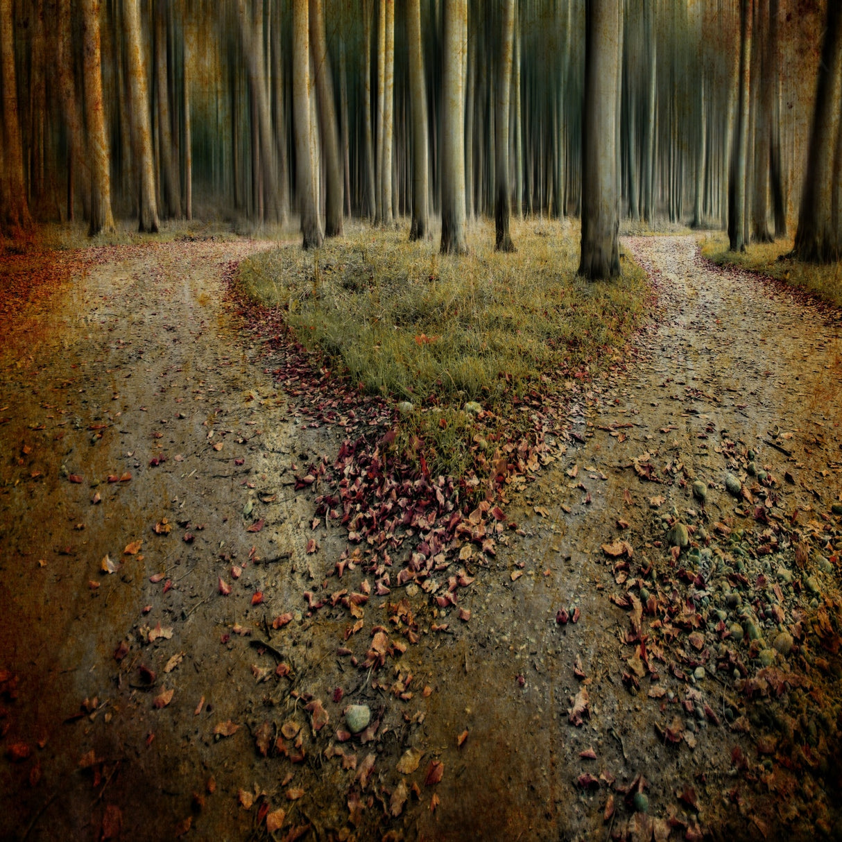 [another lonely heart in haunted woods] Poster och Canvastavla