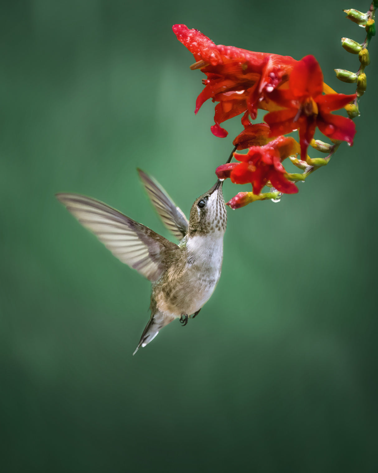 Hummingbird Poster och Canvastavla