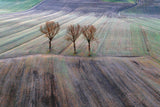 Winter in Tuscany Poster och Canvastavla