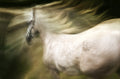 esata equina Poster och Canvastavla