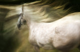 esata equina Poster och Canvastavla
