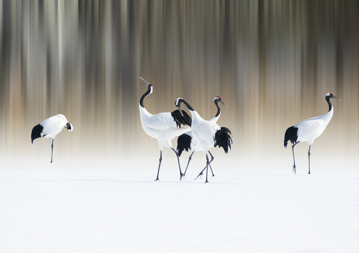 Red-crested white cranes Poster och Canvastavla