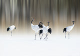 Red-crested white cranes Poster och Canvastavla