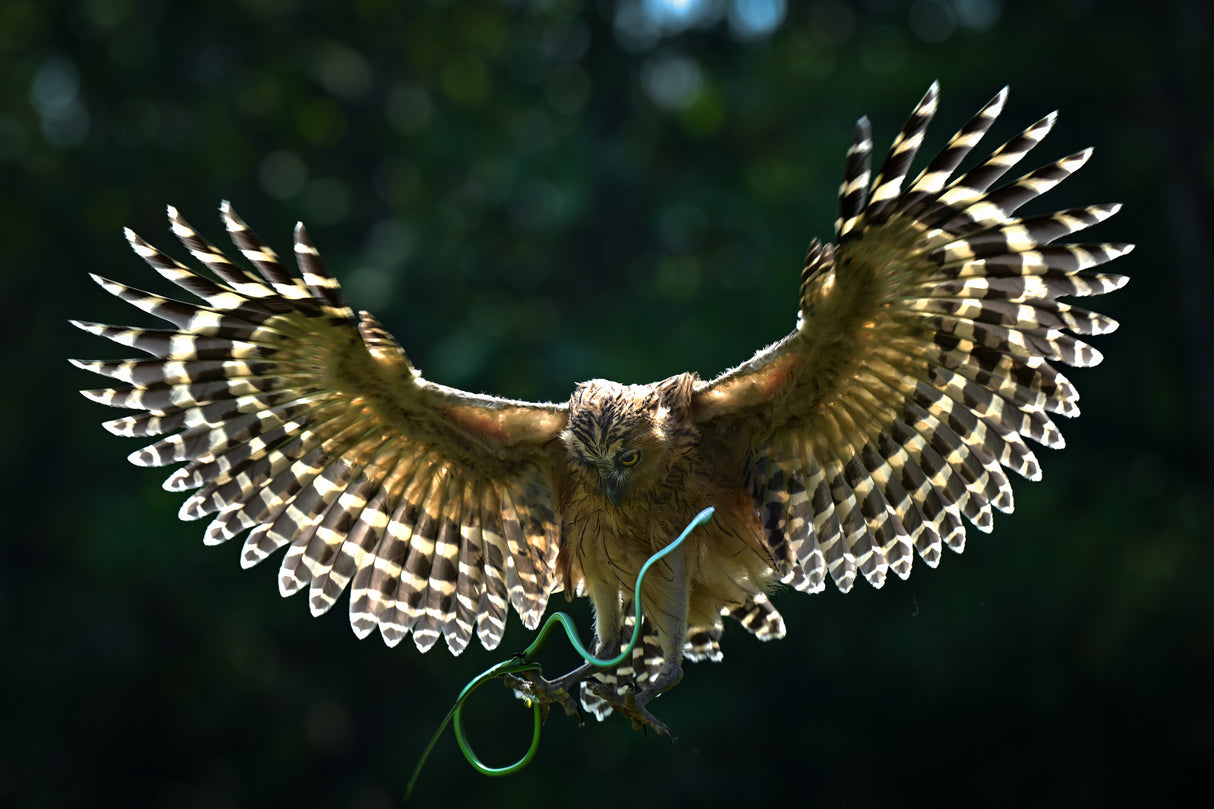 an owl and green snake Poster och Canvastavla