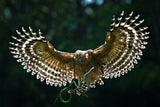 an owl and green snake Poster och Canvastavla