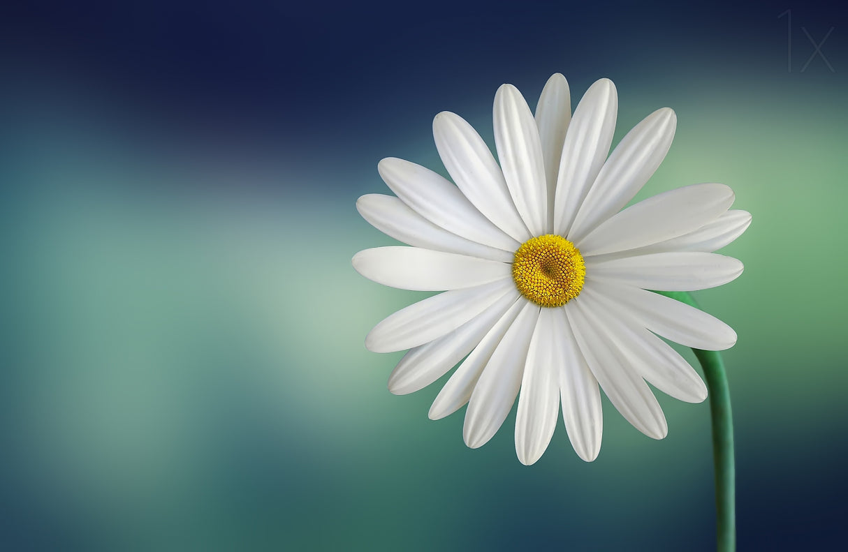 Flower Poster och Canvastavla