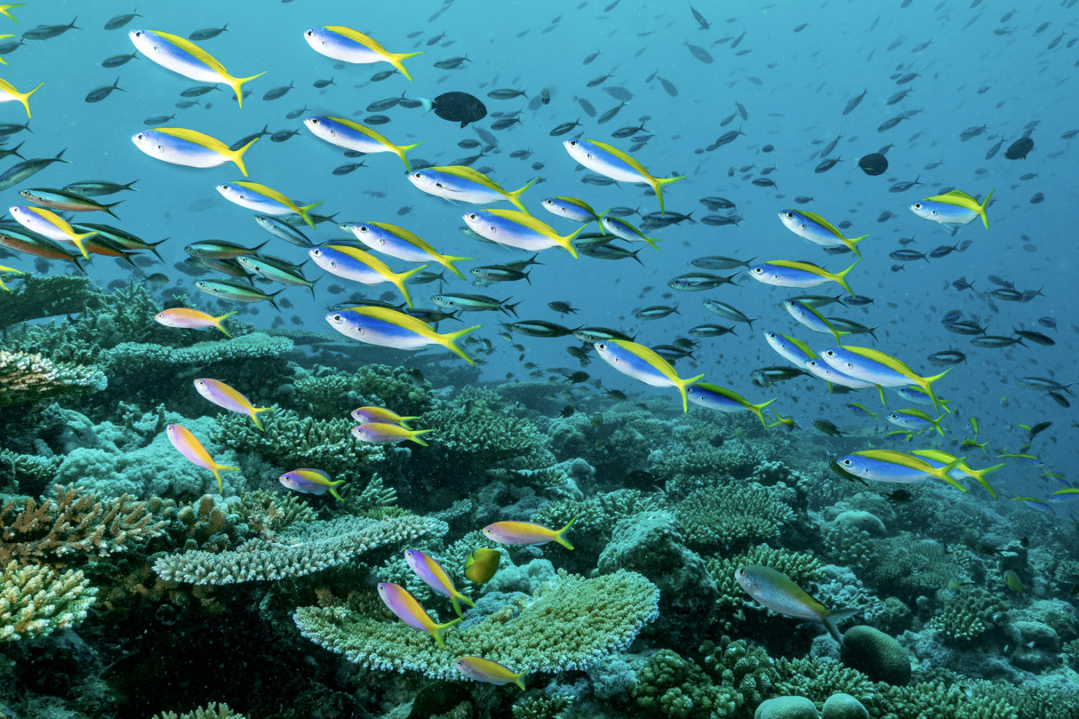 The rainbow reef Poster och Canvastavla