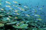 The rainbow reef Poster och Canvastavla