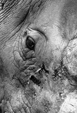 Southern White Rhino Poster och Canvastavla