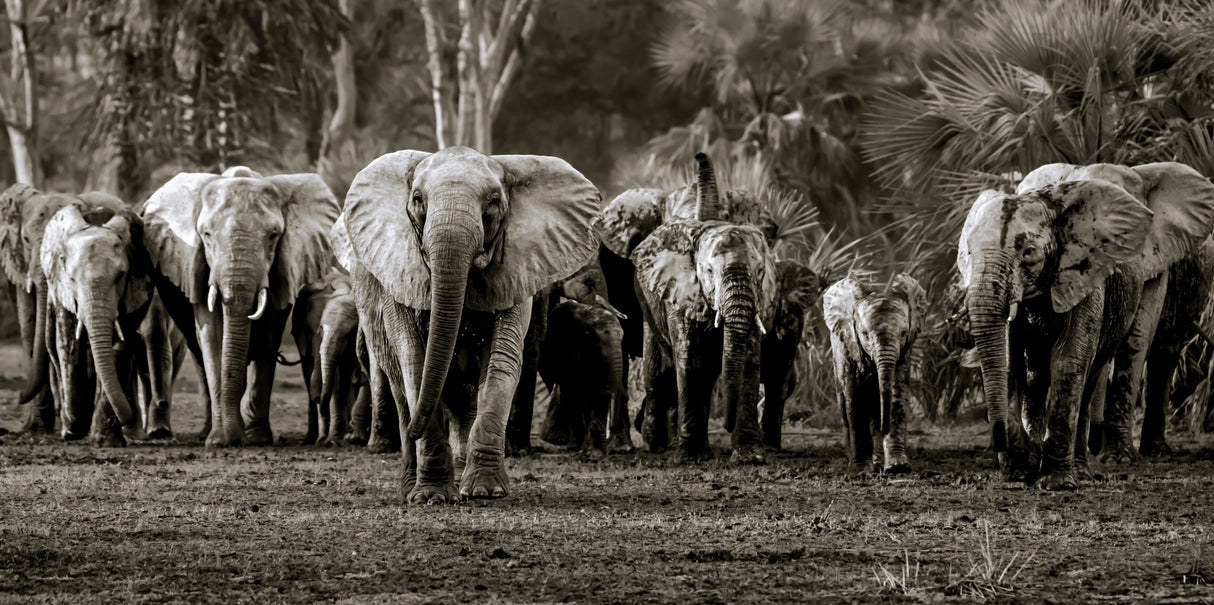 Elephant Herd, Gorongosa NP Poster och Canvastavla
