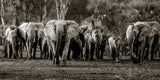 Elephant Herd, Gorongosa NP Poster och Canvastavla