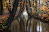 Autumn Poster och Canvastavla