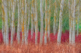 Birch forest Poster och Canvastavla