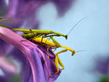 The mating Poster och Canvastavla