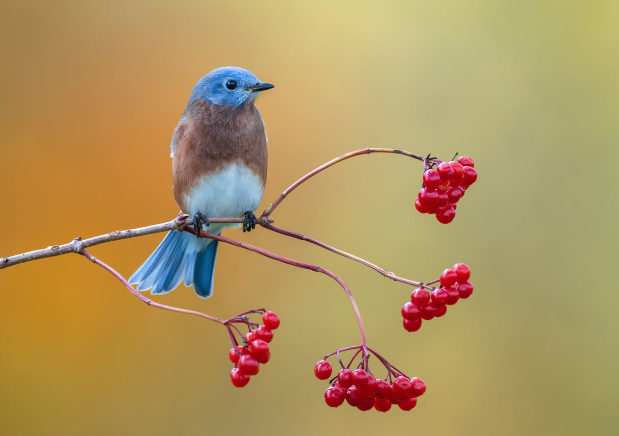 Eastern Bluebird Poster och Canvastavla