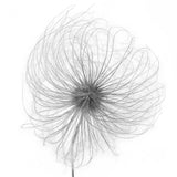 Fluffy seed head Poster och Canvastavla