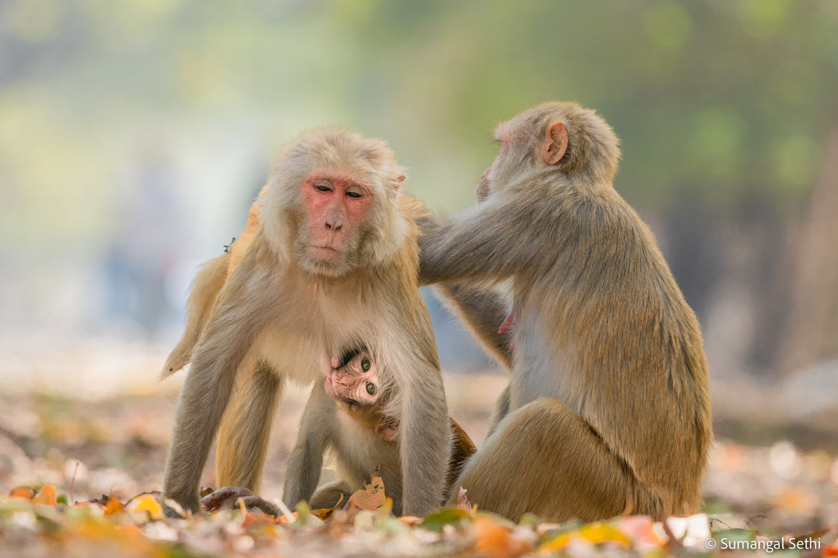 The Monkey Family Poster och Canvastavla