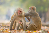 The Monkey Family Poster och Canvastavla