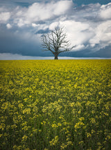Oaktree on canolafield Poster och Canvastavla