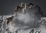 Leading Horse Poster och Canvastavla