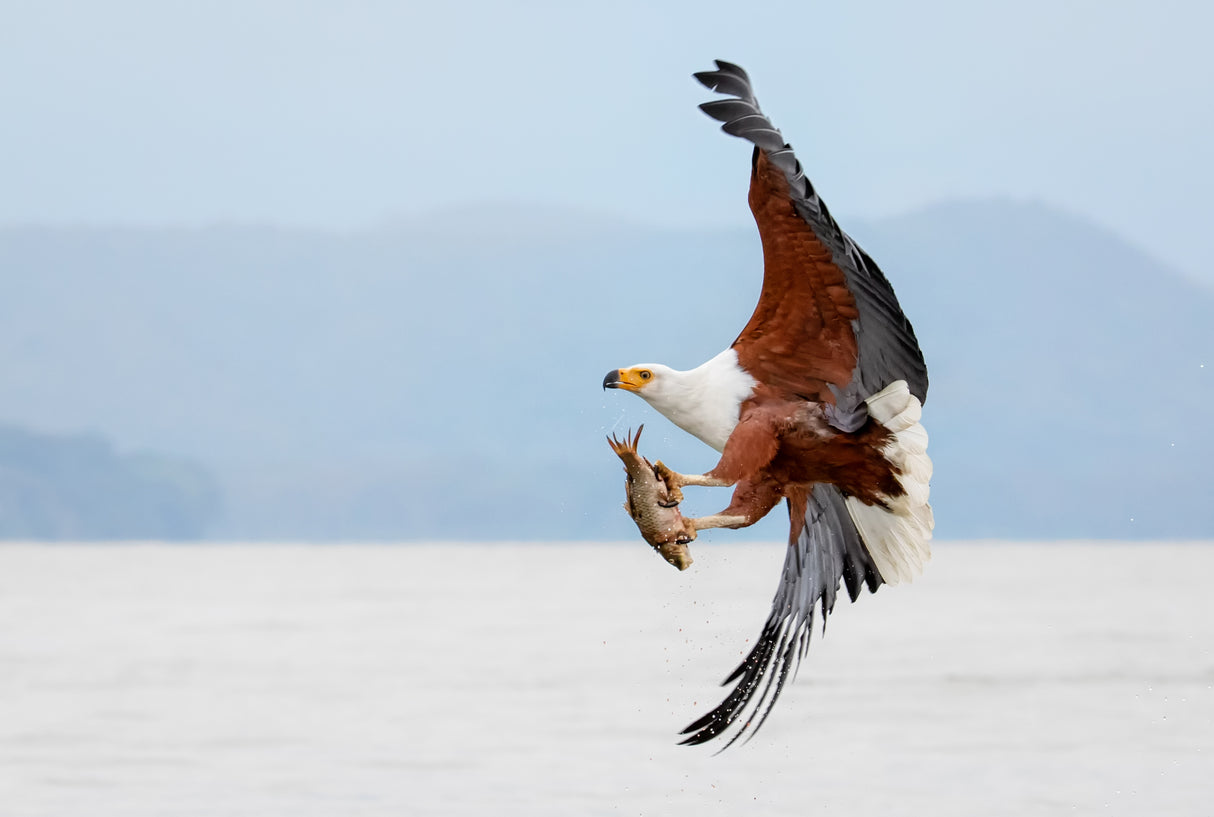 Beauty of Fish Eagle Poster och Canvastavla