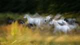 Horse paradise Poster och Canvastavla