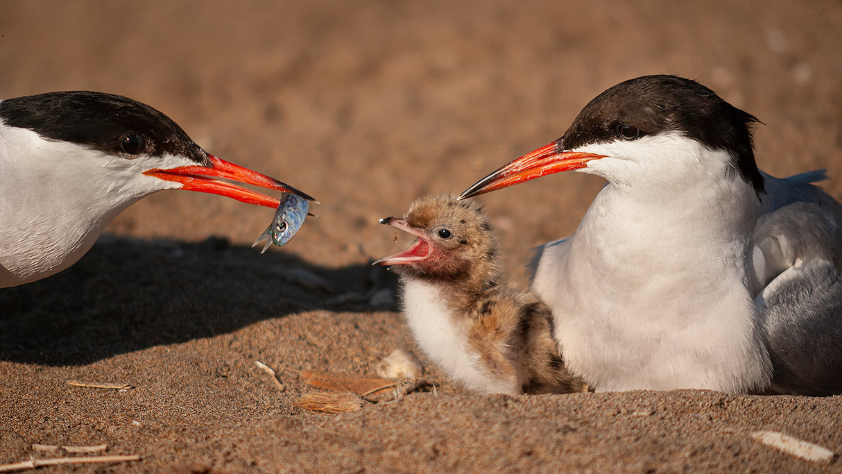 Common tern family Poster och Canvastavla
