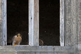 the falcon in the castle Poster och Canvastavla