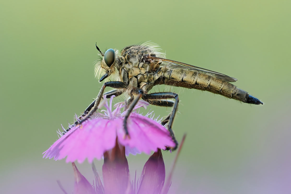 Robber fly Poster och Canvastavla