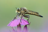 Robber fly Poster och Canvastavla