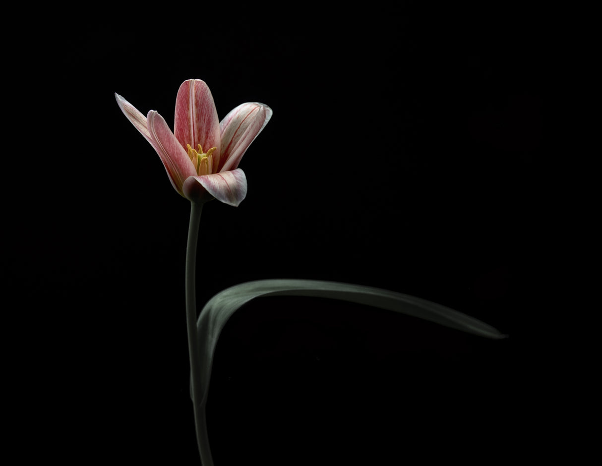 Tulip Poster och Canvastavla