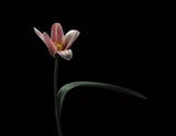 Tulip Poster och Canvastavla