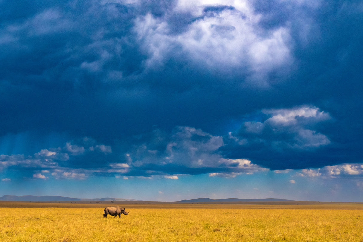 Two-horned Rhino under a cloudy sky Poster och Canvastavla