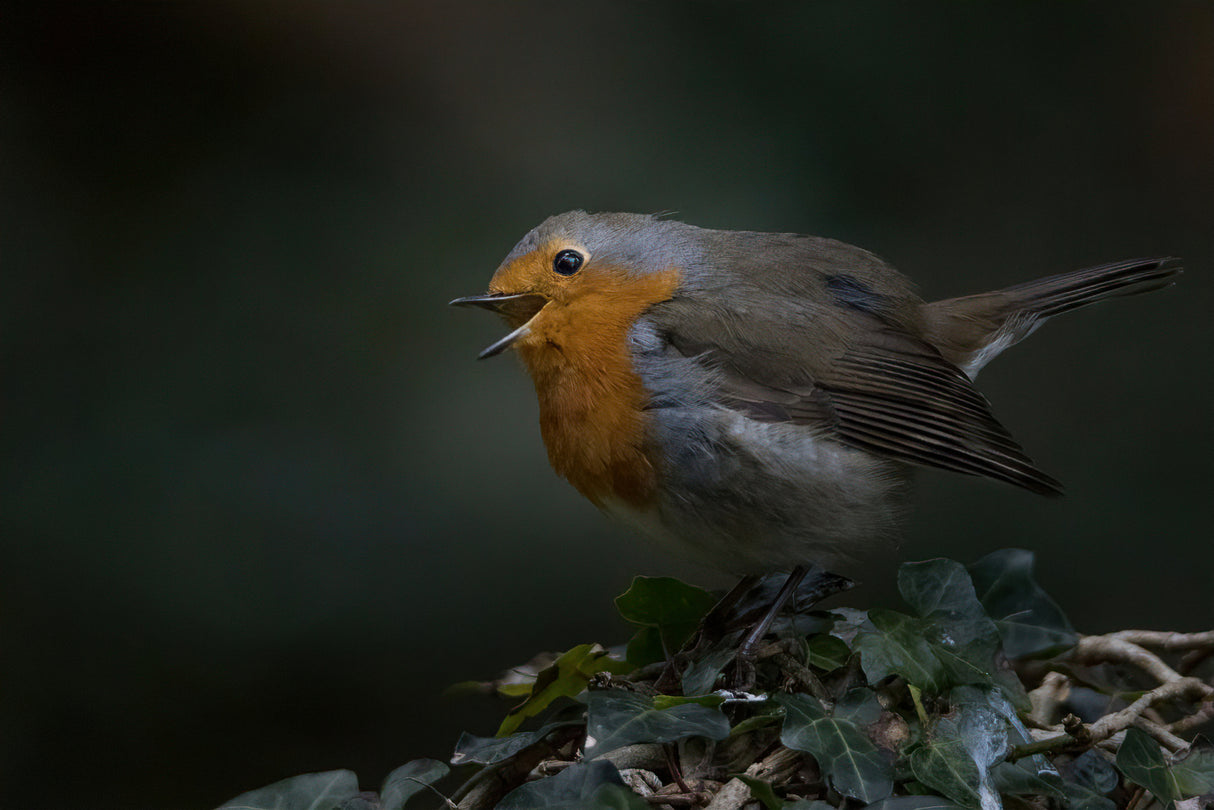 Robin redbreast Poster och Canvastavla