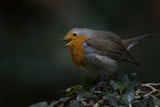 Robin redbreast Poster och Canvastavla