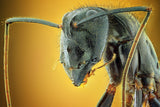 Camponotus Gigas Poster och Canvastavla