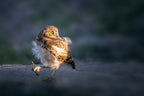 Baby Owl Poster och Canvastavla