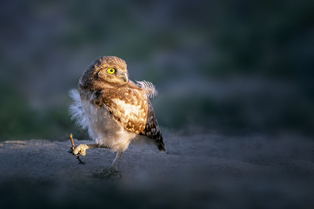 Baby Owl Poster och Canvastavla