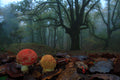 Fly agarics Poster och Canvastavla