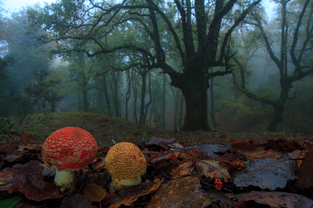 Fly agarics Poster och Canvastavla