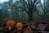 Fly agarics Poster och Canvastavla